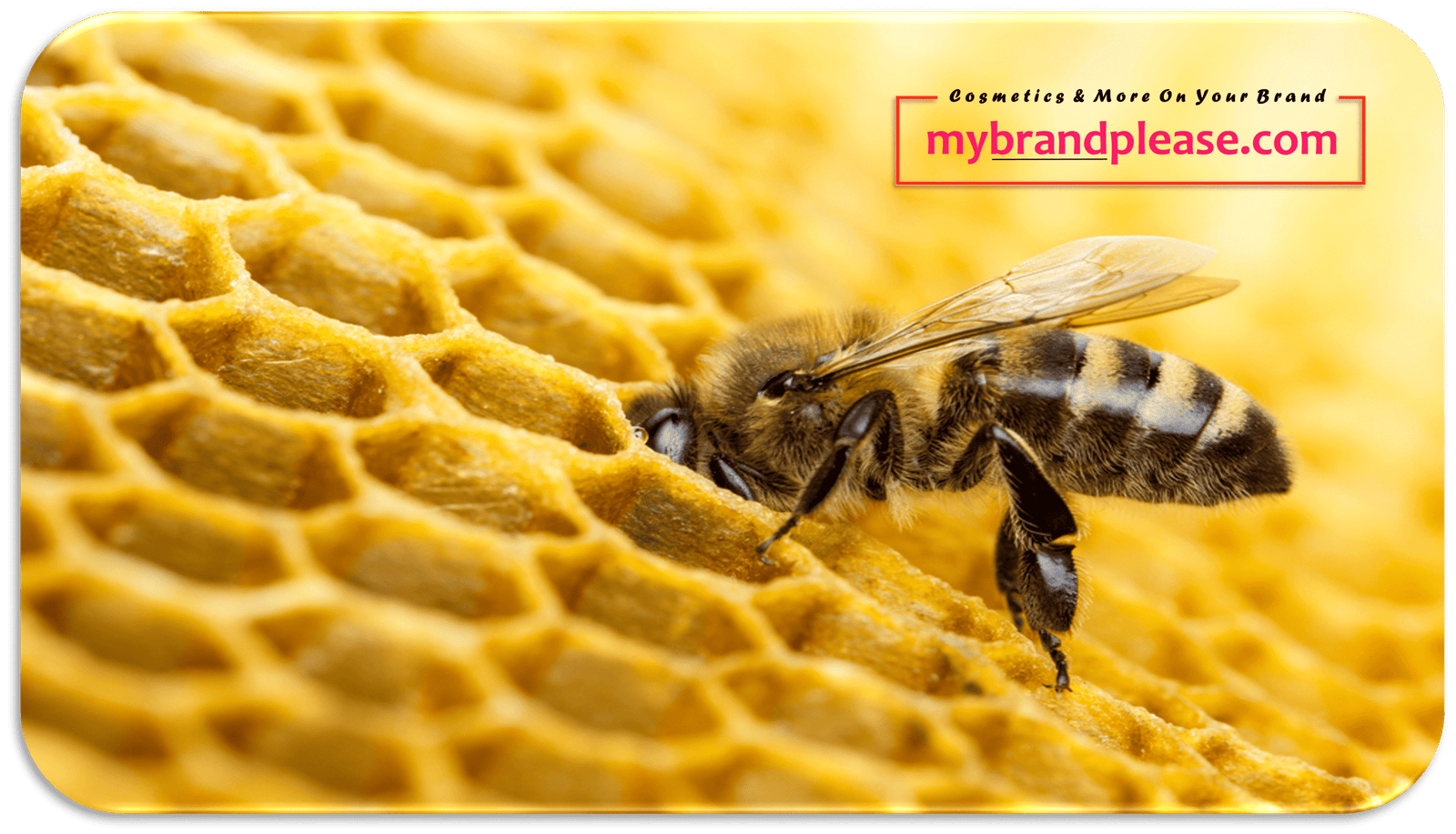 The Wonders of Bees