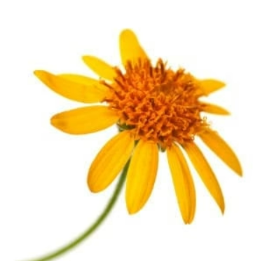 Arnica Wellness Gel