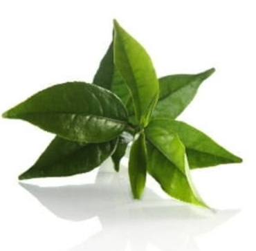 Calming Hydration Creme