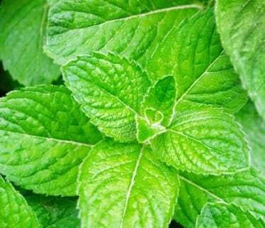 Spearmint Essential Oil