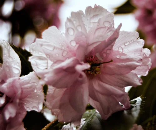 Japanese Cherry Blossom