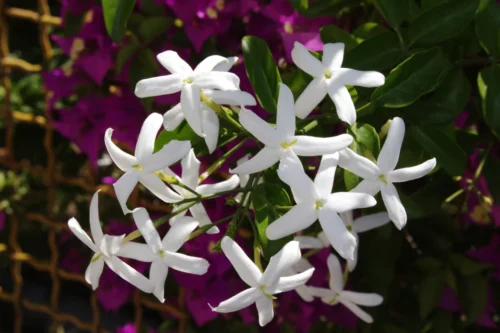 pink-jasmine