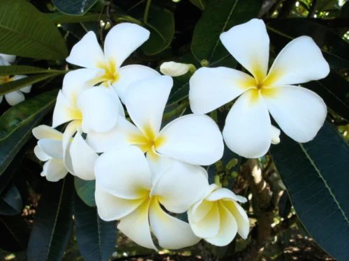 Plumeria