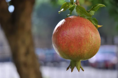 Pomegranate